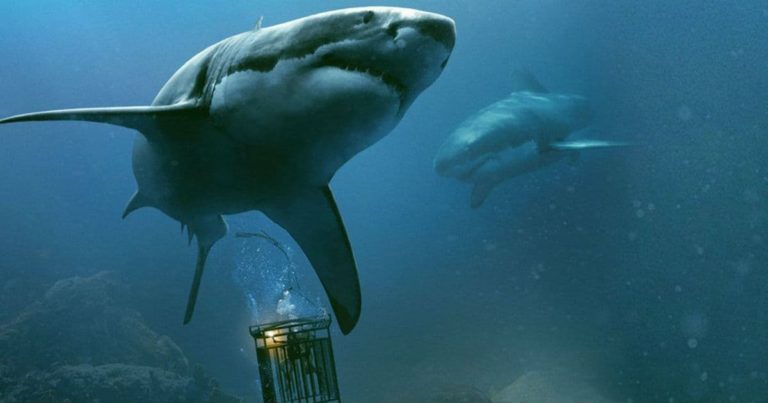 Trailer: 47 Meters Down: Uncaged (2019)