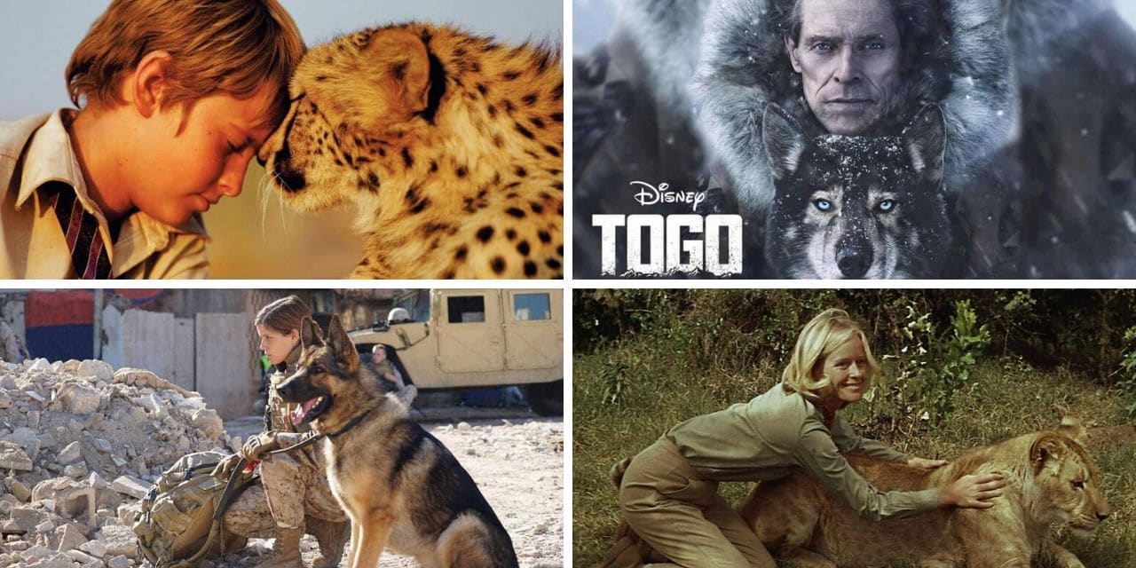 13 Najboljih filmova o povezanosti ljudi i životinja