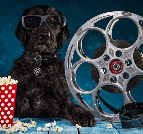 Filmovi o psima: 9 inspirativnih avantura