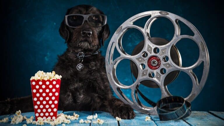 Filmovi o psima: 9 inspirativnih avantura